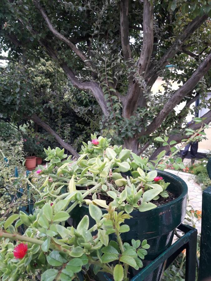 Garden House In Corfu Villa Corfu  Bagian luar foto